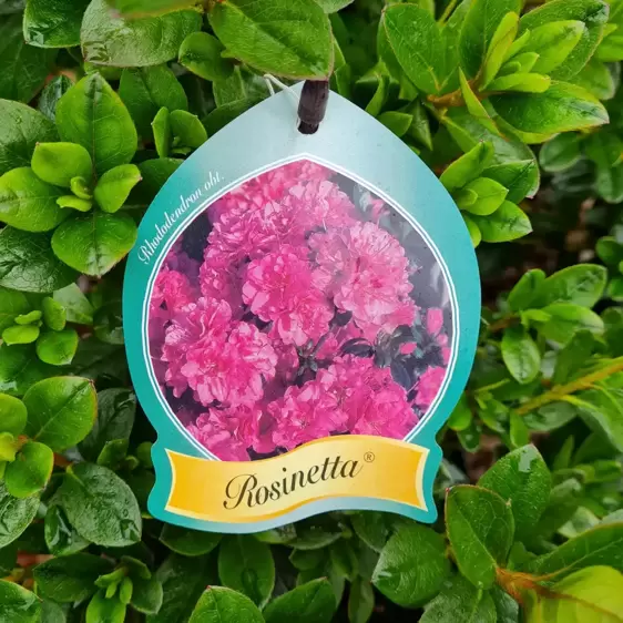 Rhododendron obtusum 'Rosinetta' 2.3L