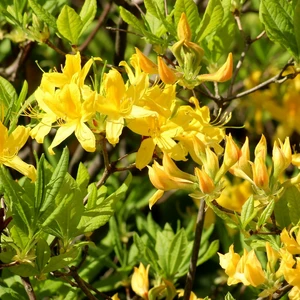 Rhododendron luteum 'Samling'