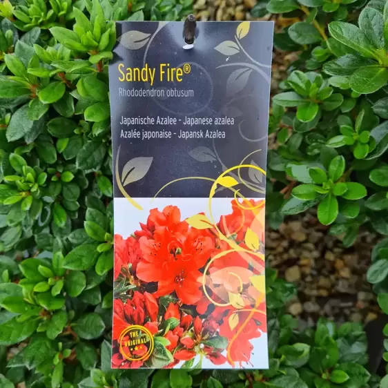 Rhododendron obtusum 'Sandy Fire' 4.6L