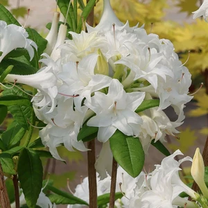 Image Credit: Baumschule Horstmann