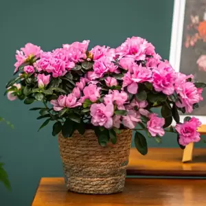 Azalea simsii 'Pink' 14cm - image 2