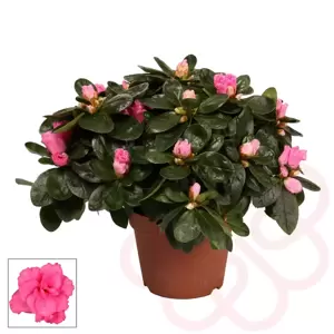 Azalea simsii 'Pink' - image 2