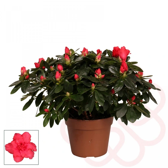 Azalea simsii 'Red' 14cm - image 2