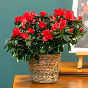 Azalea simsii 'Red' 12cm - image 1