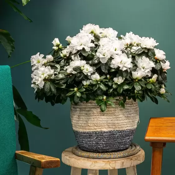 Azalea simsii 'White' 12cm