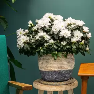 Azalea simsii 'White' 12cm