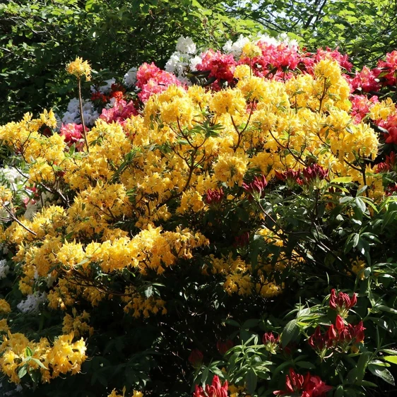 Rhododendron 'Sonnenköpfchen'