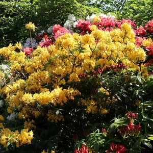 Rhododendron 'Sonnenköpfchen'
