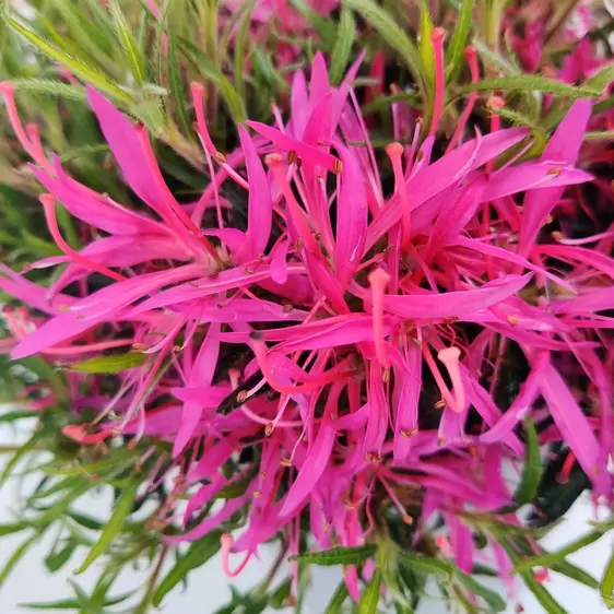 Rhododendron obtusum 'Starstyle Lila'