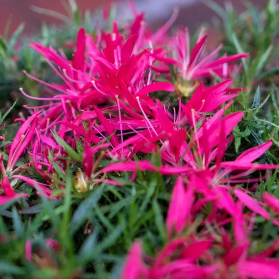 Rhododendron obtusum 'Starstyle Pink'