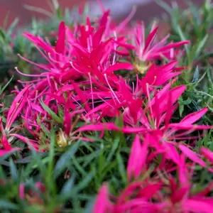 Rhododendron obtusum 'Starstyle Pink'