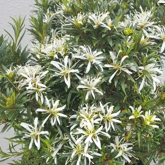 Rhododendron obtusum 'Starstyle White'