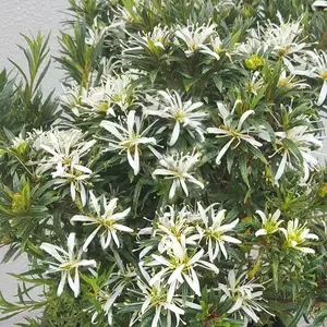 Rhododendron obtusum 'Starstyle White'