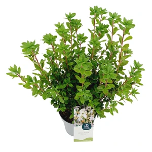 Rhododendron molle subsp. japonicum 'Viscosa' - image 2