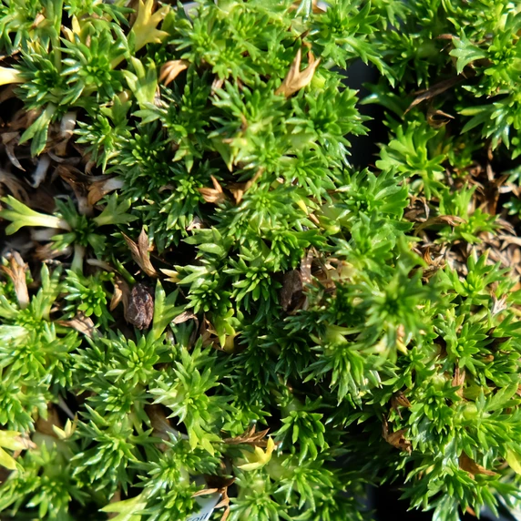 Azorella trifurcata 9cm
