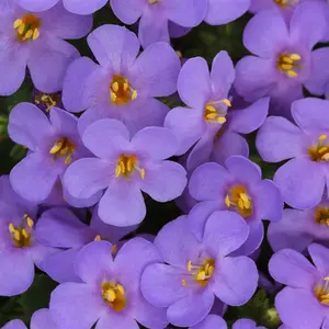 Bacopa 'Big Blue Falls'