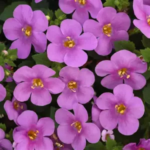 Bacopa 'Big Pink Falls'
