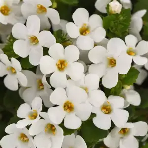 Bacopa 'Dynamic White'
