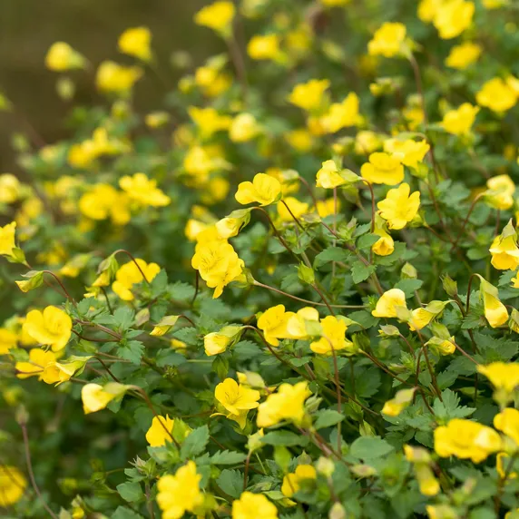 Bacopa 'Garden Freckles'