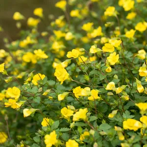 Bacopa 'Garden Freckles'