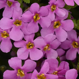 Picture - Ball Horticultural