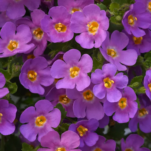 Picture - Ball Horticultural