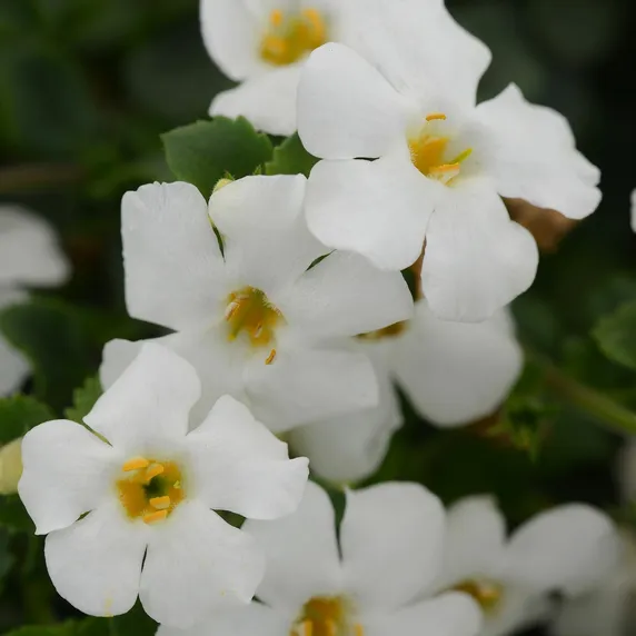 Picture - Ball Horticultural