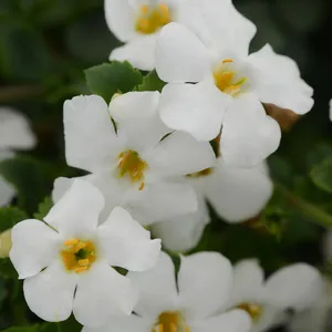 Picture - Ball Horticultural