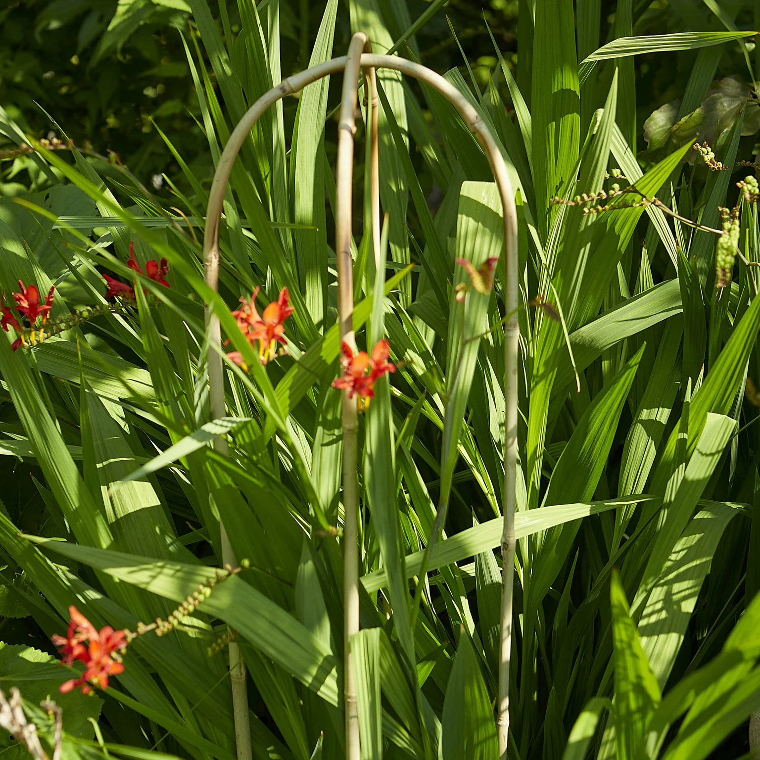 Bamboo Hoop Plant Supports 90cm Cowell's Garden Centre Woolsington