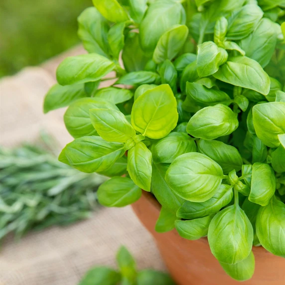 Basil 9cm