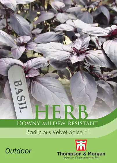 Basil Basilicious Velvet-Spice F1 Seeds - image 1