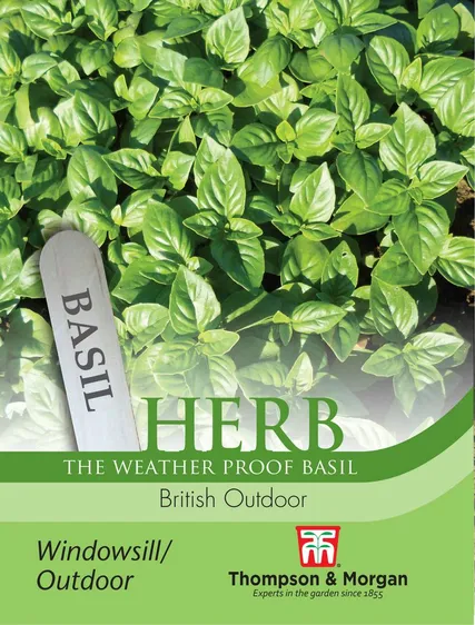 Basil British Outdoor - image 1