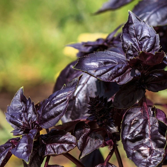 Basil 'Red Shiraz' 9cm