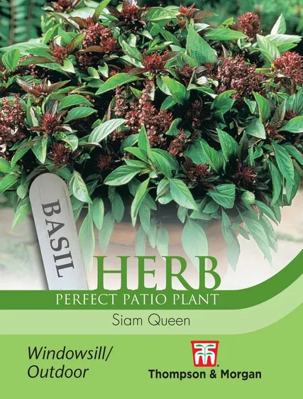 Basil Siam Queen - image 1