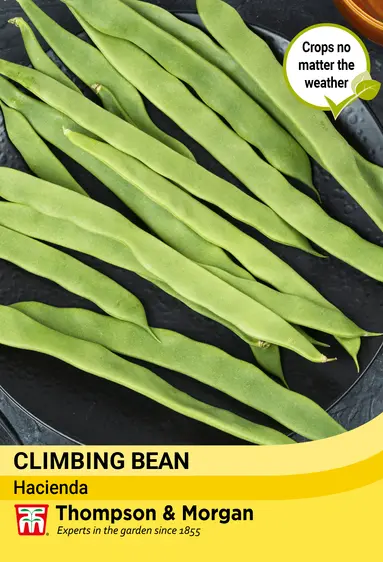 Bean (Climbing) Hacienda Seeds - image 1