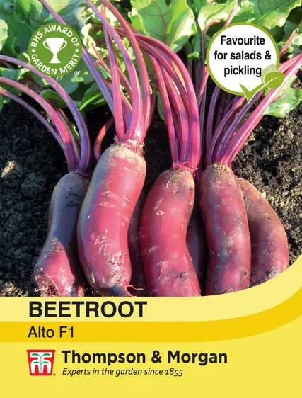 Beetroot Alto F1 - image 1