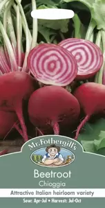 Beetroot Chioggia - image 1