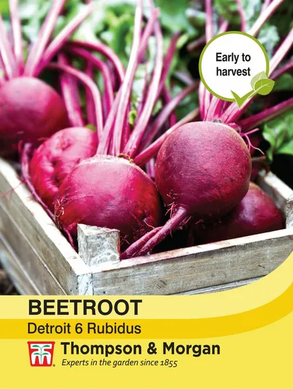 Beetroot Detroit 6 Rubidus - image 1