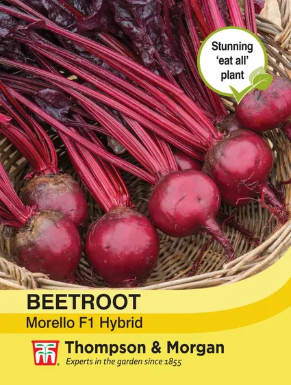 Beetroot Morello - image 1