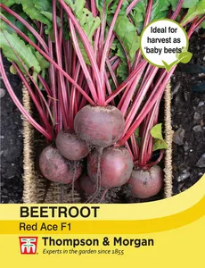 Beetroot Red Ace F1 - image 1