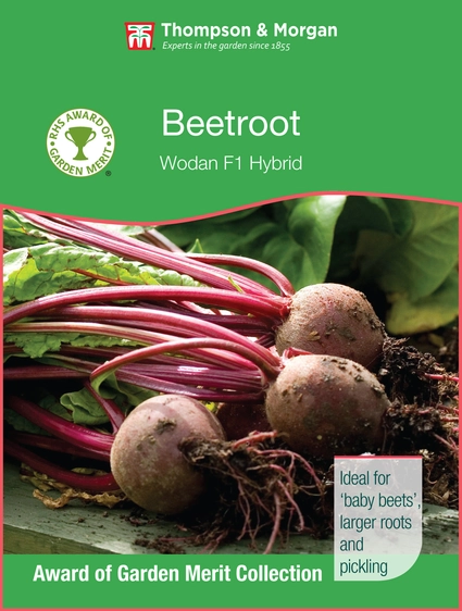 Beetroot Wodan F1 - image 1