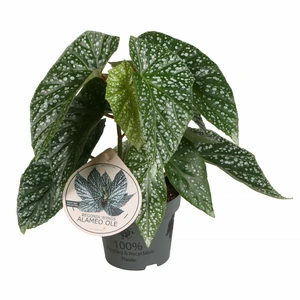 Begonia 'Alameo Ole'