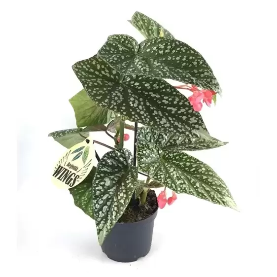 Begonia albopicta 12cm