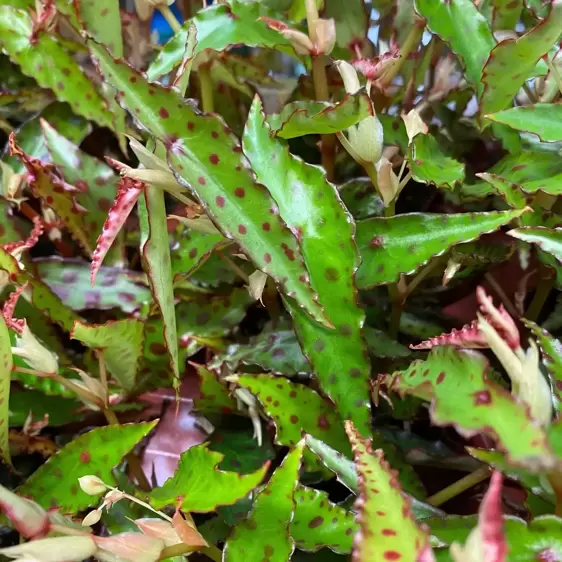 Begonia amphioxus - image 1
