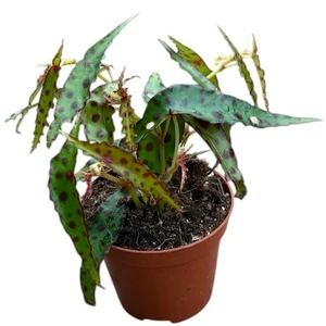 Begonia amphioxus