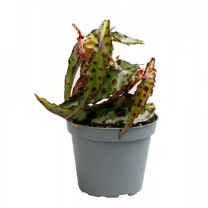Begonia amphioxus - image 2