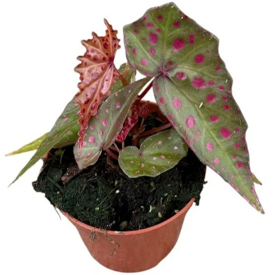 Begonia amphioxus x malachosticta