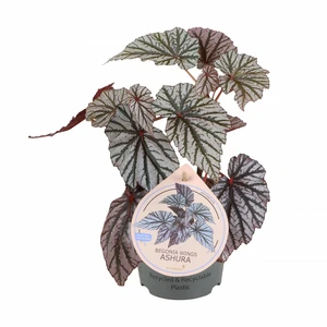 Begonia 'Ashura'