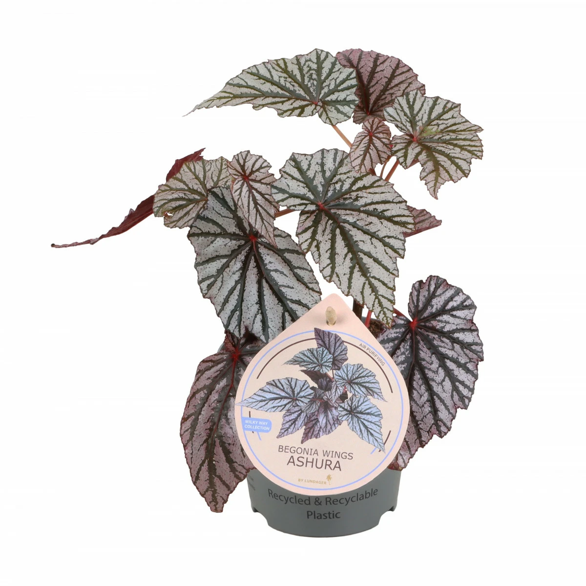 Begonia 
