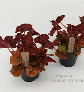 Begonia 'Autumn Crinkle'